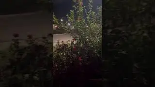 Новогодняя Ночь 