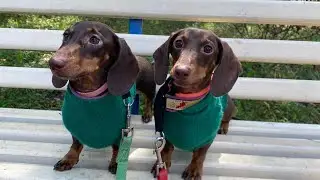 BEST DOGS OF TIKTOK COMPILATION || Part 2