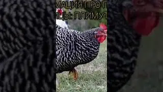 #курица #порода #Мастерскаядрузей #курочка