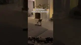Сима всегда поднимет настроение 😸🎅🏽
