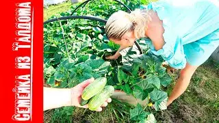Купаемся лето грядки домашние делишки.