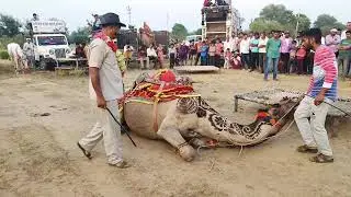 Subhash karnawat ke camel dance in sultana।।camel dance।। sultana।। camel
