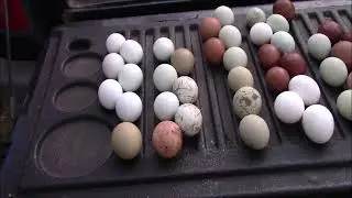 An Egg Haul And Silly Cats (Because I Was Out Delivering Baby Chicks)