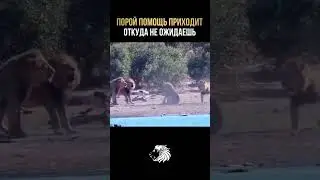 Порой помощь приходит откуда не ожидаешь