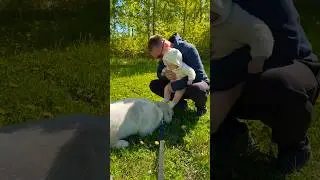 ЗНАКОМСТВО ОГРОМНОЙ АЛАБАЙКИ С МАЛЫШКОЙ 🥰
