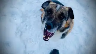 КОГДА БУДУТ ЩЕНКИ