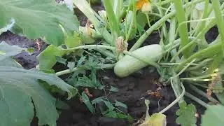 🥒КОБАЧКИ 14.08.24.