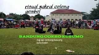celeng galak . bandung cokro kusumo live lap centong bawang kota kediri