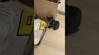 Когда у котенка режутся зубки 