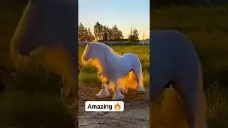 A Real UNICORN 🦄 ❤️ #shorts #shortvideo #Trending