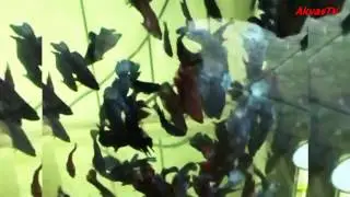 РАЗВЕЛИСЬ СКАЛЯРИИ И ПЕТУШКИ