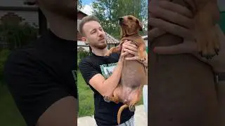 Осторожно злая такса😈 