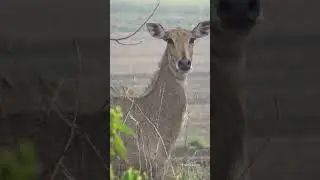 Wildlife, Nilgai 