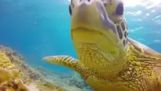 Okinawa Sea Turtle, island of Tokashiki