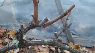 Pruning grape vines to remove branches. A simple and reliable method.