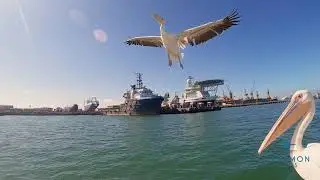 Laramon Tours - Catamaran cruise in Namibia
