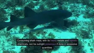 How many teeth do sharks go through?