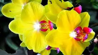 The beauty of flowers (HD1080p)