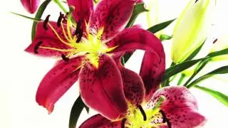 Lilies rotating