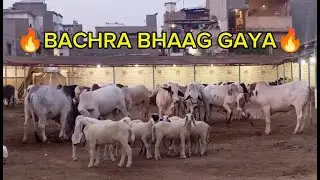 Bachra Bhaag Gaya😤| Khar gosh Gari Ke niche Aagya😨