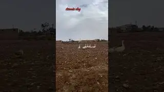 امودو بعدسة العملاق ATOMIX VLOG #اكسبلور #maroc #nature #اكسبلور #nature #مجموعة الصدق ✌️💜🌺