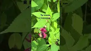 Пчела собирает мёд  🐝🐝🐝