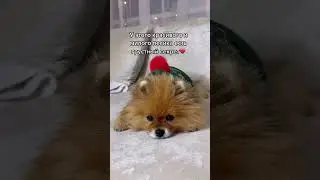 Алопеция у шпица💔 