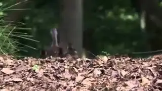 Вы орел или утка