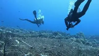Moorea Scientific Diving Trip