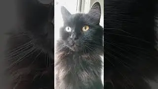 #красавчик Кузя#