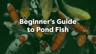 Beginner’s Guide to Pond Fish: Stocking, Feeding, and Health Tips