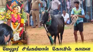 மேலூர் சிங்கம்மாள் கோவில் காளை / ராஜாக்கள்பட்டி வட மஞ்சுவிரட்டு / palamedu vada manjuvirattu