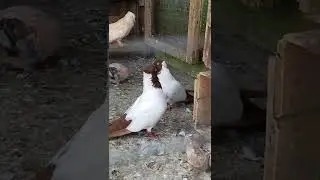 German Nun pigeon Fancy Pigeon 
