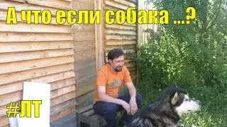 Если собака уходит в лес по следу: что я делаю в этом случае. Если собака встретит дикое животное...