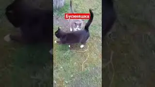 дикие кошки съели птицу полностью, оставили только перья. животные. питомцы.