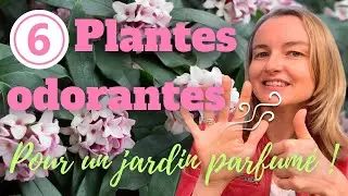 6 plantes odorantes pour un jardin agréablement parfumé !