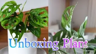 Unboxing plant#happy planting
