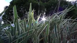 Grass and Sun Lens Flare | Free Stock Footages