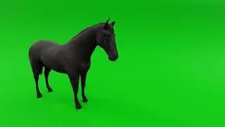 Black Horse Green Screen Footage 
