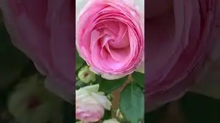 Rose Eden Rose or Pierre de Ronsar, Kyiv, June 15, 2023