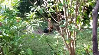 ASÍ te despiertan en el campo 🐔