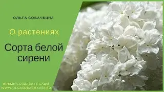 Сорта белой сирени