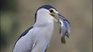 Birding in the park november 2021