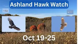 Ashland Hawk Watch Update Week 8: Highlights and Raptor Identification Practice (Oct 19-25, 2024)
