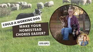 S15: E3: Could a Working Dog Make Your Homestead Chores Easier?
