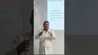 Опорная функция скелета человека
