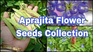 Aprajita flower seed collection|अपराजिता फूल की सीड्स कैसे कलेक्ट करें