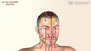 Меридиан на жлъчния мехур  - КИТАЙСКАТА ТРАДИЦИОННА МЕДИЦИНА