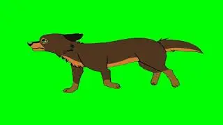 cute walking dog green screen footage