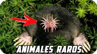 15 Animales extraños encontrados en el Mundo